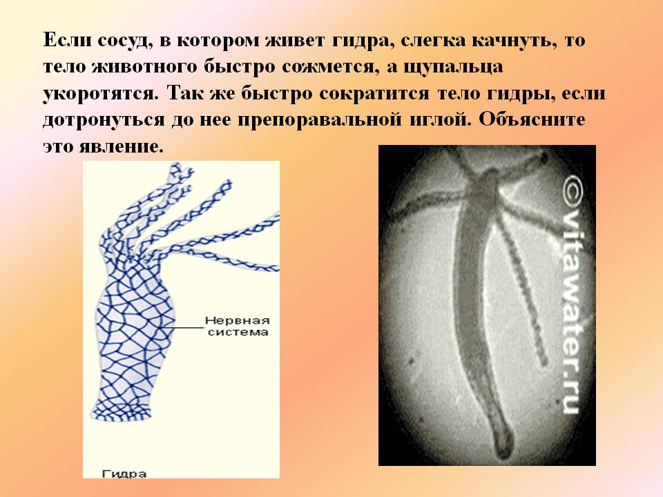 Почему не заходит на кракен